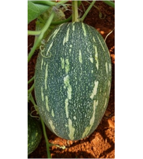 Pumpkin / Kaddoo UN 945 50 grams